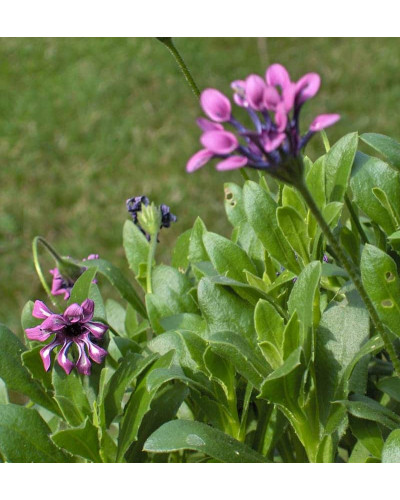 Остіоспермум (африканська ромашка) | Osteospermum ecklonis | Остиоспермум (африканская ромашка)