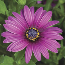 Остіоспермум (африканська ромашка) | Osteospermum ecklonis | Остиоспермум (африканская ромашка)
