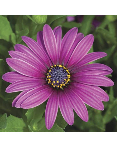 Остіоспермум (африканська ромашка) | Osteospermum ecklonis | Остиоспермум (африканская ромашка)