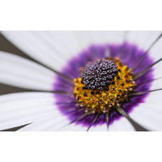 Остіоспермум (африканська ромашка) | Osteospermum ecklonis | Остиоспермум (африканская ромашка)
