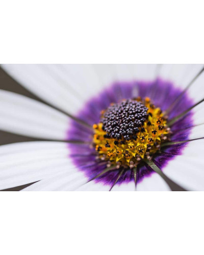Остіоспермум (африканська ромашка) | Osteospermum ecklonis | Остиоспермум (африканская ромашка)