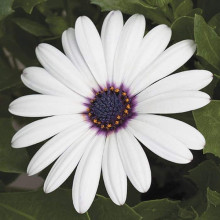 Остіоспермум (африканська ромашка) | Osteospermum ecklonis | Остиоспермум (африканская ромашка)