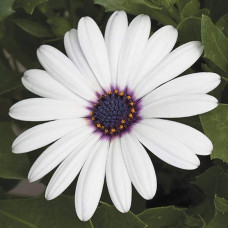 Остіоспермум (африканська ромашка) | Osteospermum ecklonis | Остиоспермум (африканская ромашка)