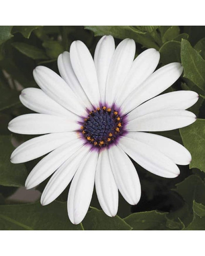 Остіоспермум (африканська ромашка) | Osteospermum ecklonis | Остиоспермум (африканская ромашка)