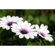 Остіоспермум (африканська ромашка) | Osteospermum ecklonis | Остиоспермум (африканская ромашка)