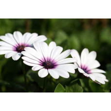Остіоспермум (африканська ромашка) | Osteospermum ecklonis | Остиоспермум (африканская ромашка)
