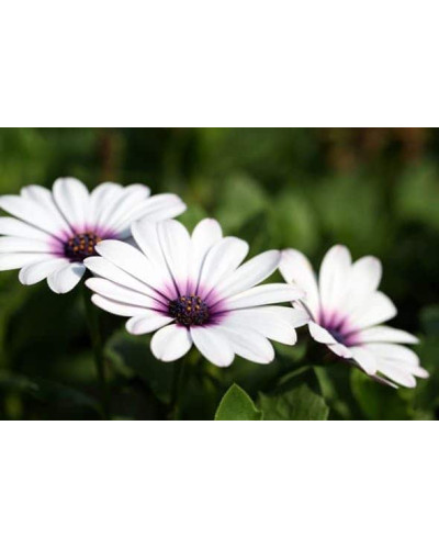 Остіоспермум (африканська ромашка) | Osteospermum ecklonis | Остиоспермум (африканская ромашка)
