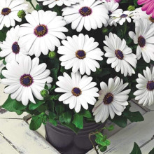 Остіоспермум (африканська ромашка) | Osteospermum ecklonis | Остиоспермум (африканская ромашка)