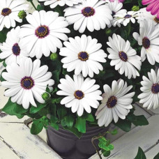 Остіоспермум (африканська ромашка) | Osteospermum ecklonis | Остиоспермум (африканская ромашка)