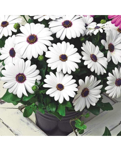 Остіоспермум (африканська ромашка) | Osteospermum ecklonis | Остиоспермум (африканская ромашка)