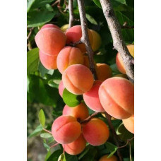 Абрикос ‘Леді Кот’|Prunus armeniaca ‘Lady Cot’|Абрикос ‘Леді Кот’