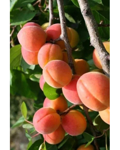 Абрикос ‘Леді Кот’|Prunus armeniaca ‘Lady Cot’|Абрикос ‘Леді Кот’