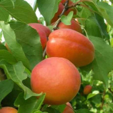 Абрикос ‘Леді Кот’|Prunus armeniaca ‘Lady Cot’|Абрикос ‘Леді Кот’