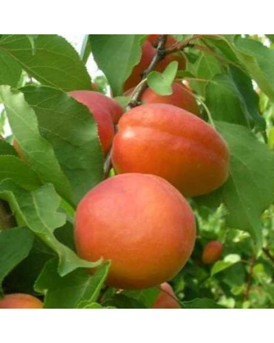 Абрикос ‘Леді Кот’|Prunus armeniaca ‘Lady Cot’|Абрикос ‘Леді Кот’