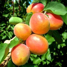 Абрикос ‘Леді Кот’|Prunus armeniaca ‘Lady Cot’|Абрикос ‘Леді Кот’