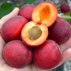 Абрикос ‘Леді Кот’|Prunus armeniaca ‘Lady Cot’|Абрикос ‘Леді Кот’