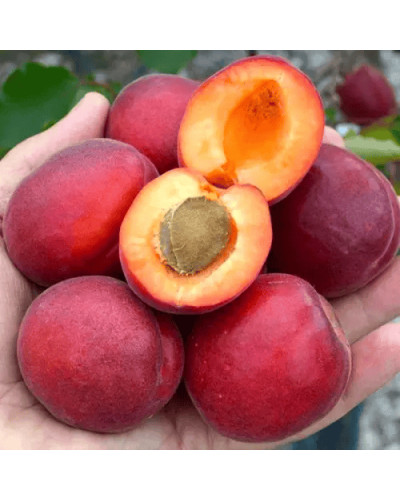 Абрикос ‘Леді Кот’|Prunus armeniaca ‘Lady Cot’|Абрикос ‘Леді Кот’