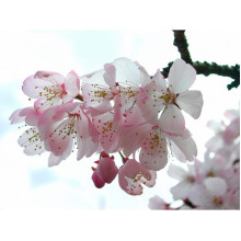 Абрикос ‘Леді Кот’|Prunus armeniaca ‘Lady Cot’|Абрикос ‘Леді Кот’