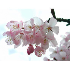 Абрикос ‘Леді Кот’|Prunus armeniaca ‘Lady Cot’|Абрикос ‘Леді Кот’