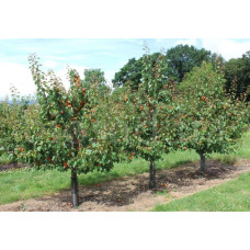 Абрикос ‘Леді Кот’|Prunus armeniaca ‘Lady Cot’|Абрикос ‘Леді Кот’
