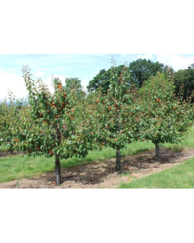 Абрикос ‘Леді Кот’|Prunus armeniaca ‘Lady Cot’|Абрикос ‘Леді Кот’
