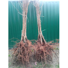 Абрикос ‘Леді Кот’|Prunus armeniaca ‘Lady Cot’|Абрикос ‘Леді Кот’