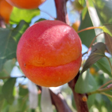Абрикос ‘Леді Кот’|Prunus armeniaca ‘Lady Cot’|Абрикос ‘Леді Кот’