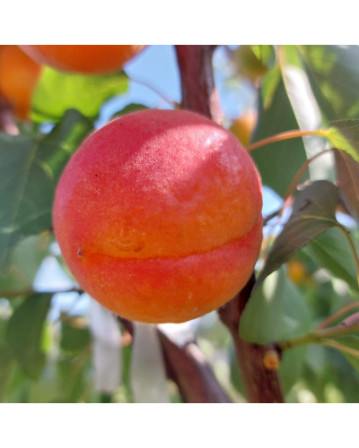 Абрикос ‘Леді Кот’|Prunus armeniaca ‘Lady Cot’|Абрикос ‘Леді Кот’