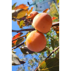 Хурма ‘Гора Говерла’|Diospyros virginiana x kaki ‘Mount Hoverla‘|Хурма ‘Гора Говерла’