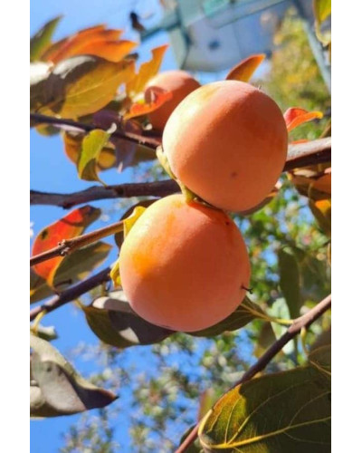 Хурма ‘Гора Говерла’|Diospyros virginiana x kaki ‘Mount Hoverla‘|Хурма ‘Гора Говерла’
