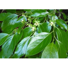 Хурма ‘Гора Говерла’|Diospyros virginiana x kaki ‘Mount Hoverla‘|Хурма ‘Гора Говерла’