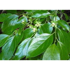 Хурма ‘Гора Говерла’|Diospyros virginiana x kaki ‘Mount Hoverla‘|Хурма ‘Гора Говерла’