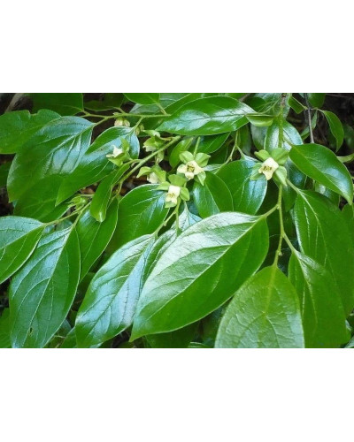 Хурма ‘Гора Говерла’|Diospyros virginiana x kaki ‘Mount Hoverla‘|Хурма ‘Гора Говерла’
