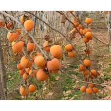 Хурма ‘Гора Говерла’|Diospyros virginiana x kaki ‘Mount Hoverla‘|Хурма ‘Гора Говерла’