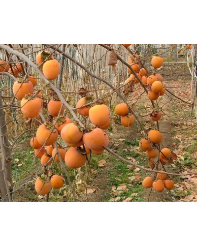 Хурма ‘Гора Говерла’|Diospyros virginiana x kaki ‘Mount Hoverla‘|Хурма ‘Гора Говерла’