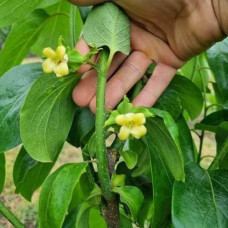 Хурма ‘Гора Говерла’|Diospyros virginiana x kaki ‘Mount Hoverla‘|Хурма ‘Гора Говерла’