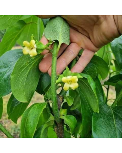 Хурма ‘Гора Говерла’|Diospyros virginiana x kaki ‘Mount Hoverla‘|Хурма ‘Гора Говерла’