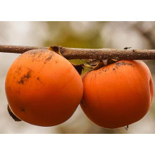 Хурма ‘Гора Говерла’|Diospyros virginiana x kaki ‘Mount Hoverla‘|Хурма ‘Гора Говерла’