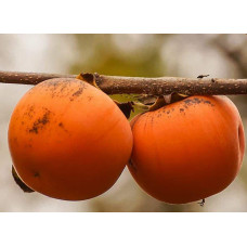 Хурма ‘Гора Говерла’|Diospyros virginiana x kaki ‘Mount Hoverla‘|Хурма ‘Гора Говерла’
