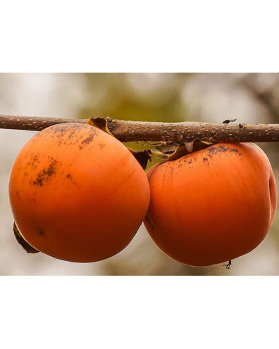 Хурма ‘Гора Говерла’|Diospyros virginiana x kaki ‘Mount Hoverla‘|Хурма ‘Гора Говерла’