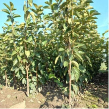 Хурма ‘Гора Говерла’|Diospyros virginiana x kaki ‘Mount Hoverla‘|Хурма ‘Гора Говерла’