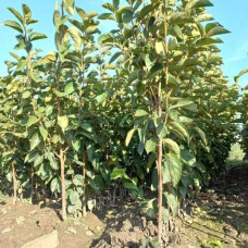 Хурма ‘Гора Говерла’|Diospyros virginiana x kaki ‘Mount Hoverla‘|Хурма ‘Гора Говерла’