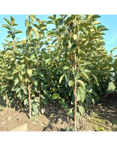 Хурма ‘Гора Говерла’|Diospyros virginiana x kaki ‘Mount Hoverla‘|Хурма ‘Гора Говерла’