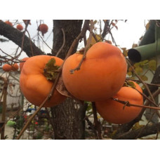 Хурма ‘Гора Говерла’|Diospyros virginiana x kaki ‘Mount Hoverla‘|Хурма ‘Гора Говерла’