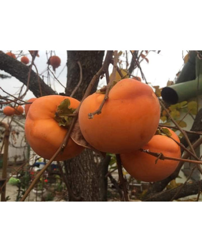 Хурма ‘Гора Говерла’|Diospyros virginiana x kaki ‘Mount Hoverla‘|Хурма ‘Гора Говерла’