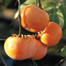 Хурма ‘Гора Говерла’|Diospyros virginiana x kaki ‘Mount Hoverla‘|Хурма ‘Гора Говерла’