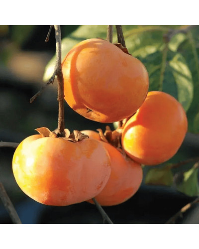 Хурма ‘Гора Говерла’|Diospyros virginiana x kaki ‘Mount Hoverla‘|Хурма ‘Гора Говерла’