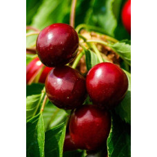 Черешня колоновидна ‘Квін Мері’|Prunus avium ‘Queen Mary’|Черешня колоновидная ‘Квин Мэри’