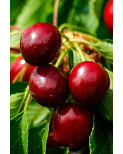 Черешня колоновидна ‘Квін Мері’|Prunus avium ‘Queen Mary’|Черешня колоновидная ‘Квин Мэри’