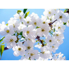 Черешня колоновидна ‘Квін Мері’|Prunus avium ‘Queen Mary’|Черешня колоновидная ‘Квин Мэри’